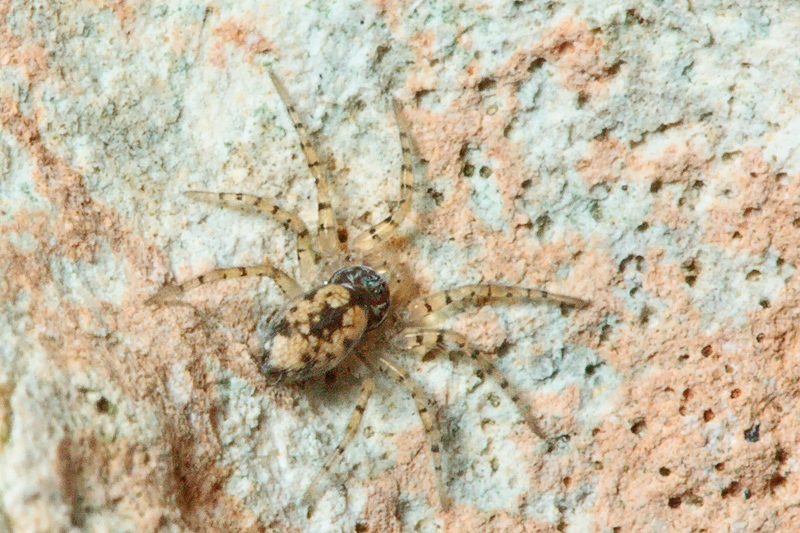 Oecobius maculatus - Malta